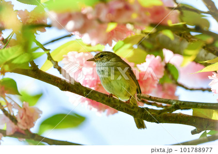 春の公園で美しい声で囀る身近な野鳥ウグイス 春の公園で美しい声で囀る身近な野鳥ウグイス 101788977