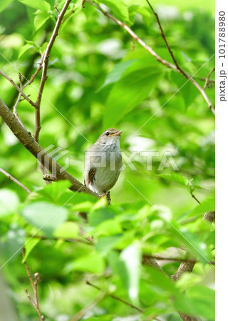 春の公園で美しい声で囀る身近な野鳥ウグイス 春の公園で美しい声で囀る身近な野鳥ウグイス 101788980