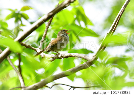 春の公園で美しい声で囀る身近な野鳥ウグイス 春の公園で美しい声で囀る身近な野鳥ウグイス 101788982