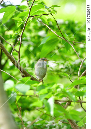 春の公園で美しい声で囀る身近な野鳥ウグイス 春の公園で美しい声で囀る身近な野鳥ウグイス 101788983