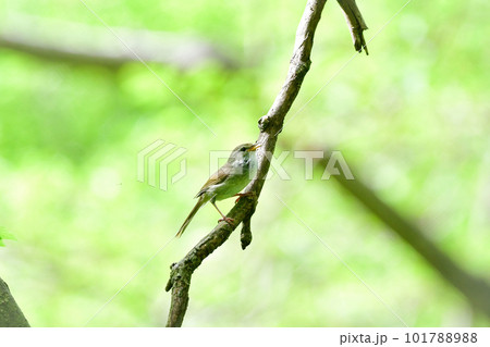 春の公園で美しい声で囀る身近な野鳥ウグイス 春の公園で美しい声で囀る身近な野鳥ウグイス 101788988