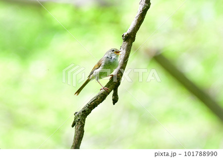 春の公園で美しい声で囀る身近な野鳥ウグイス 春の公園で美しい声で囀る身近な野鳥ウグイス 101788990
