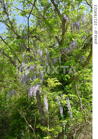 山藤の花 101789023