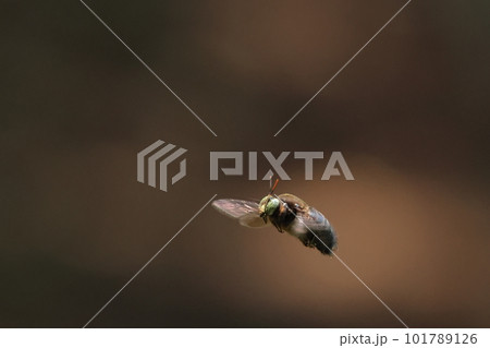 生き物 昆虫 オキナワクマバチ、初夏の沖縄。鼻先が黄色いのはオス。赤い触角と緑色の眼がおしゃれ 生き物 昆虫 オキナワクマバチ、初夏の沖縄。鼻先が黄色いのはオス。赤い触角と緑色の眼がおしゃれ 101789126