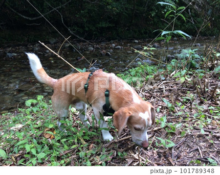 自宅の中で白目を剥くビーグル犬 101789348