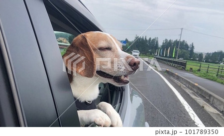 自宅の中で白目を剥くビーグル犬 101789350