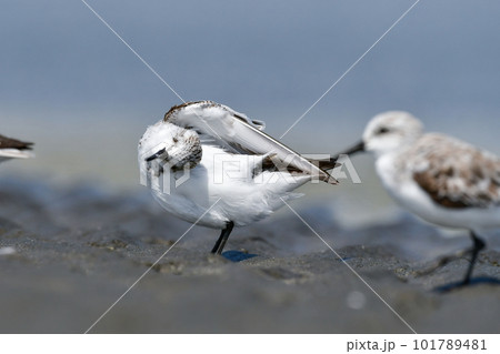 春の海辺の砂浜で見られる白くてかわいいミユビシギ 101789481