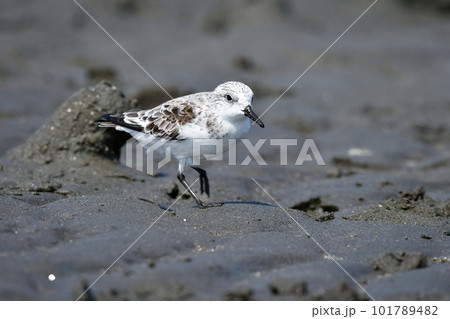 春の海辺の砂浜で見られる白くてかわいいミユビシギ 春の海辺の砂浜で見られる白くてかわいいミユビシギ 101789482