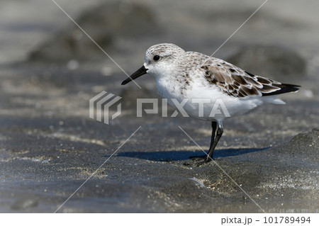 春の海辺の砂浜で見られる白くてかわいいミユビシギ 101789494