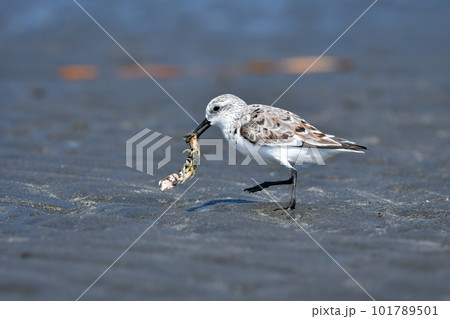 春の海辺の砂浜で見られる白くてかわいいミユビシギ 春の海辺の砂浜で見られる白くてかわいいミユビシギ 101789501