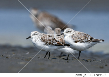春の海辺の砂浜で見られる白くてかわいいミユビシギ 春の海辺の砂浜で見られる白くてかわいいミユビシギ 101789506