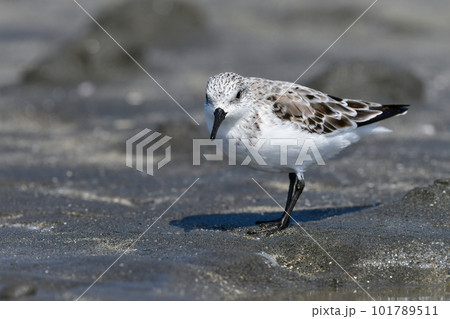 春の海辺の砂浜で見られる白くてかわいいミユビシギ 春の海辺の砂浜で見られる白くてかわいいミユビシギ 101789511