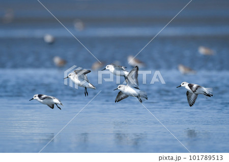 春の海辺の砂浜で見られる白くてかわいいミユビシギ 春の海辺の砂浜で見られる白くてかわいいミユビシギ 101789513