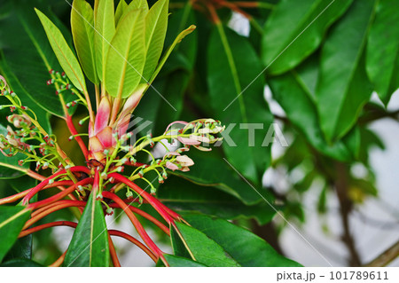 ユズリハの雌花(春、四月) ユズリハの雌花(春、四月) 101789611