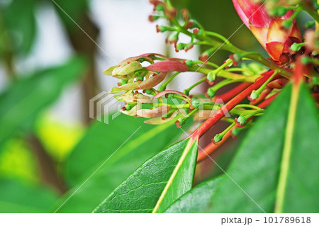 ユズリハの雌花(春、四月) ユズリハの雌花(春、四月) 101789618