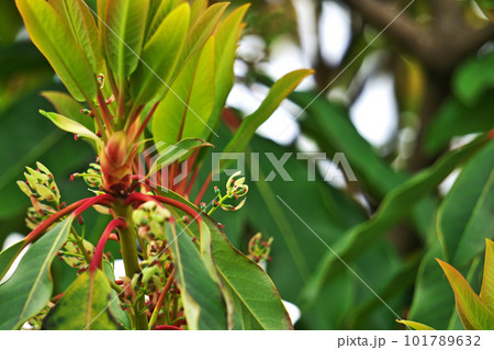 ユズリハの雌花(春、四月) ユズリハの雌花(春、四月) 101789632