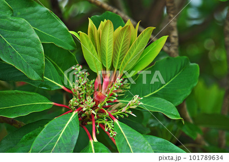 ユズリハの雌花(春、四月) ユズリハの雌花(春、四月) 101789634