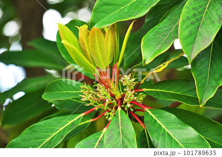 ユズリハの雌花(春、四月) ユズリハの雌花(春、四月) 101789635