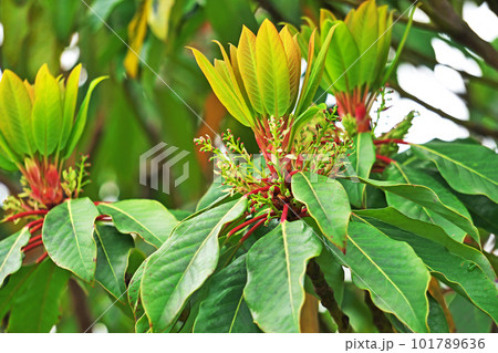 ユズリハの雌花(春、四月) ユズリハの雌花(春、四月) 101789636