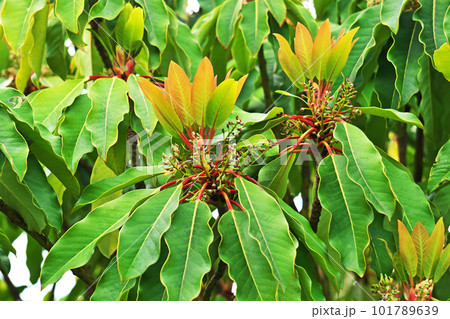 ユズリハの雌花(春、四月) ユズリハの雌花(春、四月) 101789639