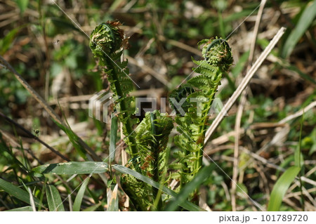 春の山菜、コゴミ 春の山菜、コゴミ 101789720