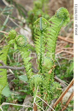 春の山菜、コゴミ 春の山菜、コゴミ 101789721