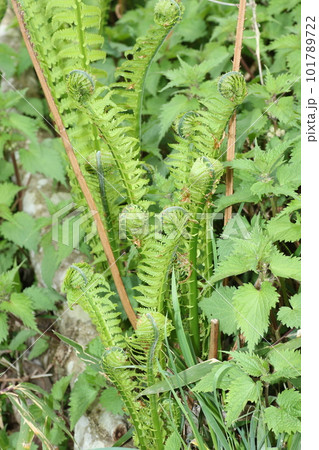 春の山菜、コゴミ 101789722