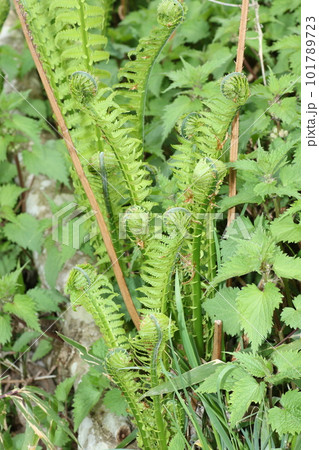 春の山菜、コゴミ 101789723