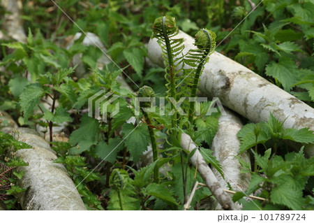 春の山菜、コゴミ 101789724
