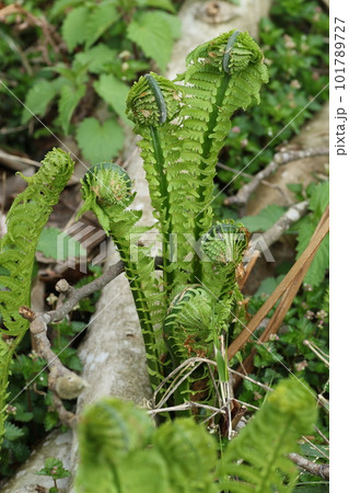 春の山菜、コゴミ 春の山菜、コゴミ 101789727