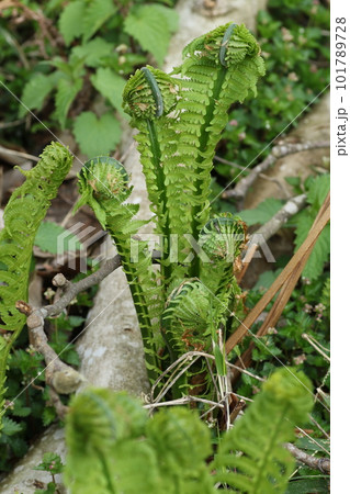 春の山菜、コゴミ 春の山菜、コゴミ 101789728