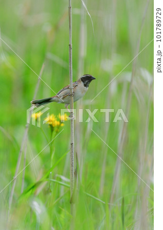 春の草原で囀る、小さな美しい野鳥コジュリン 101789729