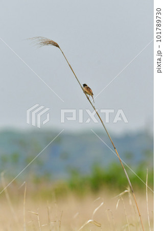 春の草原で囀る、小さな美しい野鳥コジュリン 101789730