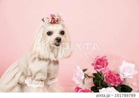 ピンクバックと薔薇の花束とマルプーのくるみ ピンクバックと薔薇の花束とマルプーのくるみ 101789789