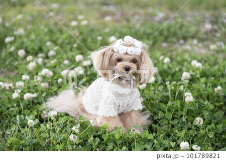 花カンムリをつけて微笑む犬 101789821