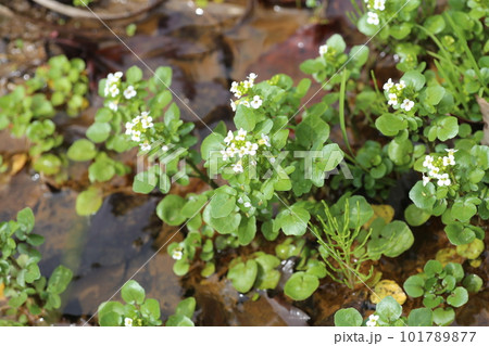 清流で育つ、アブラナ科の帰化植物の多年草、クレソン 清流で育つ、アブラナ科の帰化植物の多年草、クレソン 101789877