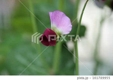春の畑で咲く、サヤエンドウの花 春の畑で咲く、サヤエンドウの花 101789955