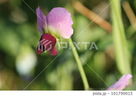 春の畑で咲く、サヤエンドウの花 101790015