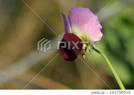 春の畑で咲く、サヤエンドウの花 101790016