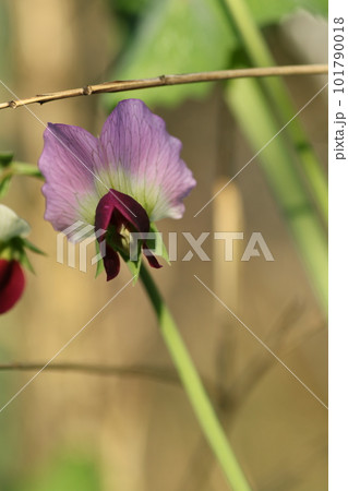 春の畑で咲く、サヤエンドウの花 春の畑で咲く、サヤエンドウの花 101790018