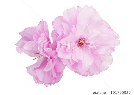 【桜】 (深度合成) 101790020