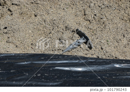 強風でめくれた黒ポリマルチ 101790243