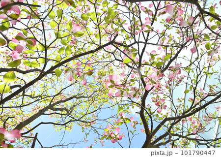 ハナミズキの花 101790447