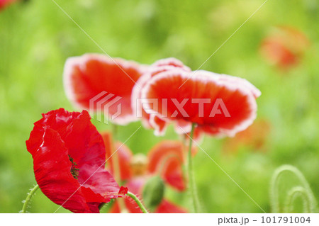 神奈川県横須賀市久里浜花の国ポピー　 101791004