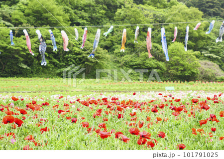 神奈川県横須賀市久里浜花の国ポピー　 101791025