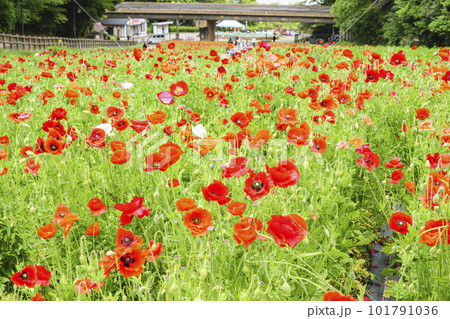 神奈川県横須賀市久里浜花の国ポピー　 101791036