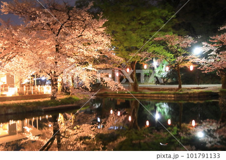 若泉公園の夜桜 若泉公園の夜桜 101791133