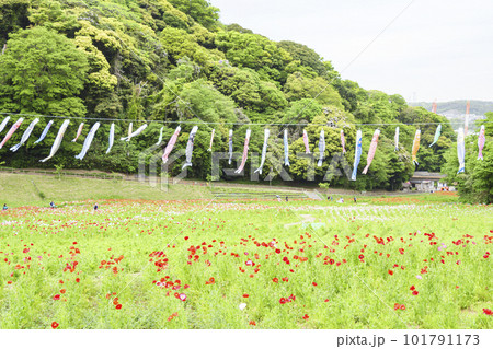 神奈川県横須賀市久里浜花の国ポピー　 101791173
