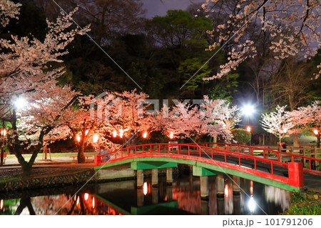 若泉公園の夜桜 101791206