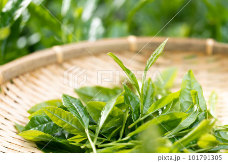 お茶　新芽　竹ざる　茶摘み 101791305